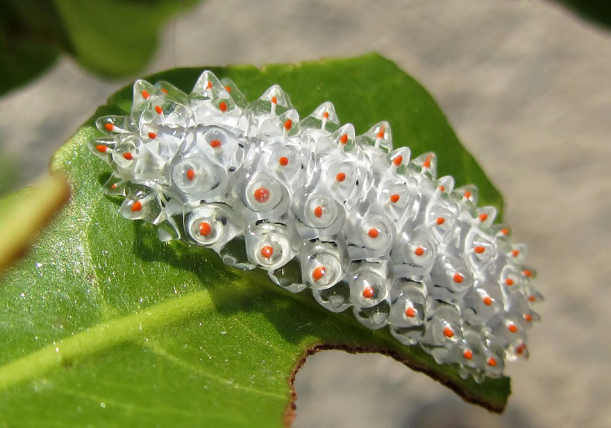 Larvae Acraga Coa Larvae to Butterfly