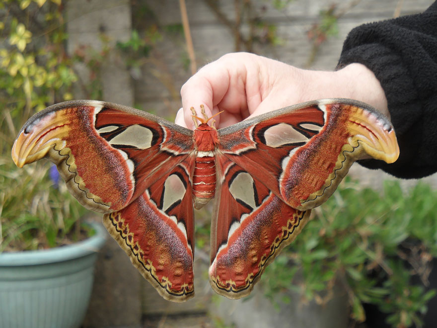 butterfly Attacus Atlas