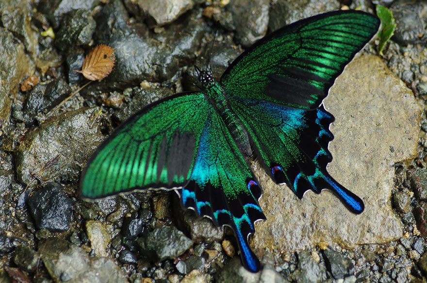 butterfly Black Swallowtail