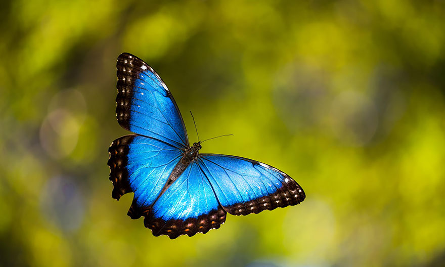 butterfly Blue Morpho