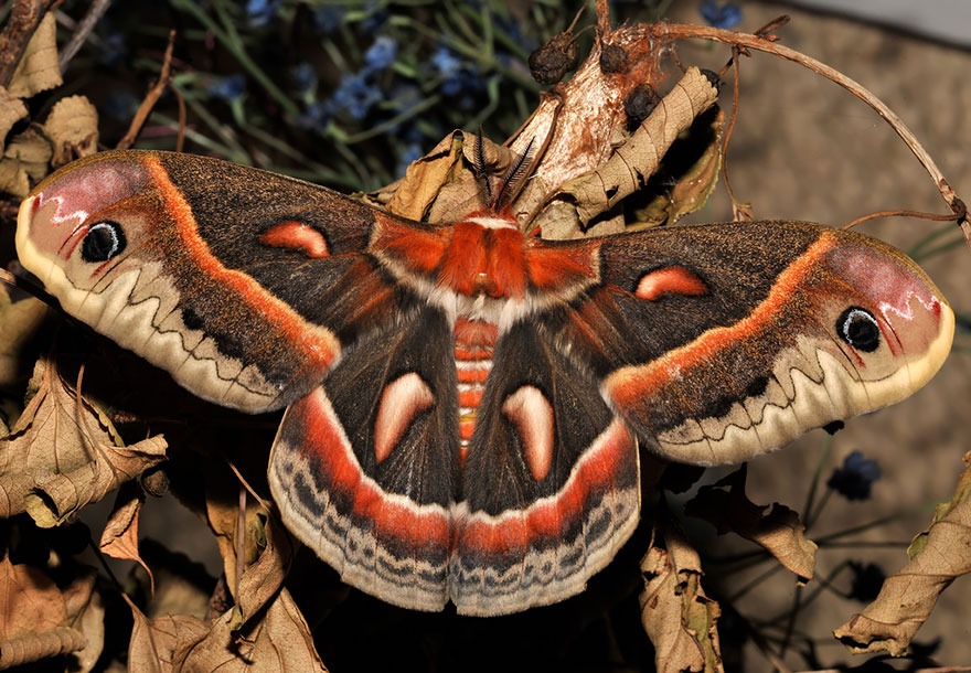 butterfly Cecropia