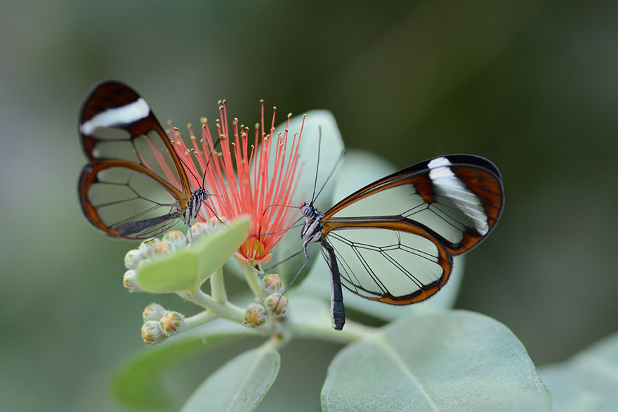 butterfly Glass Winged Butterfly