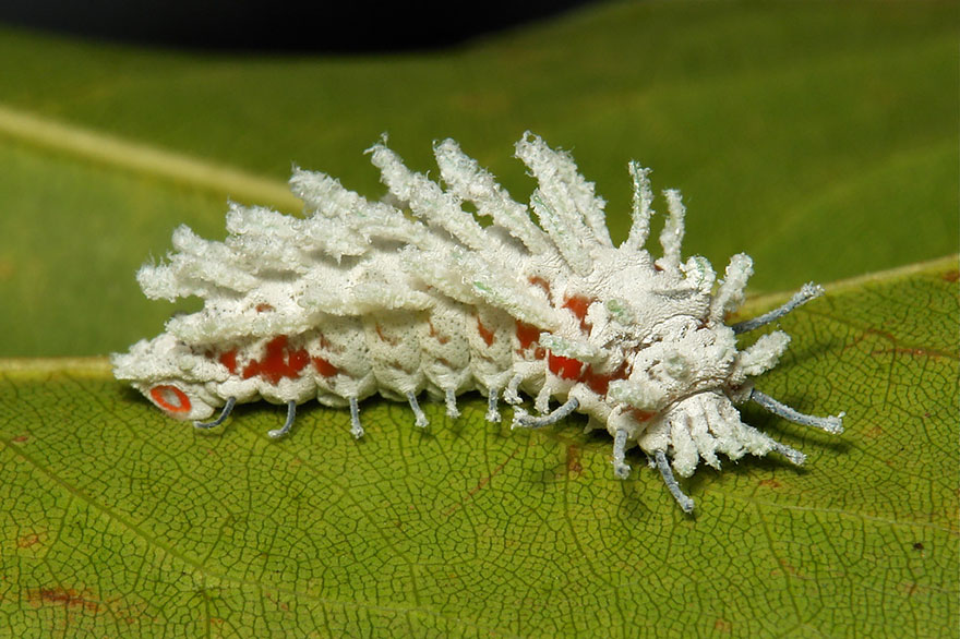 larvae Attacus Atlas