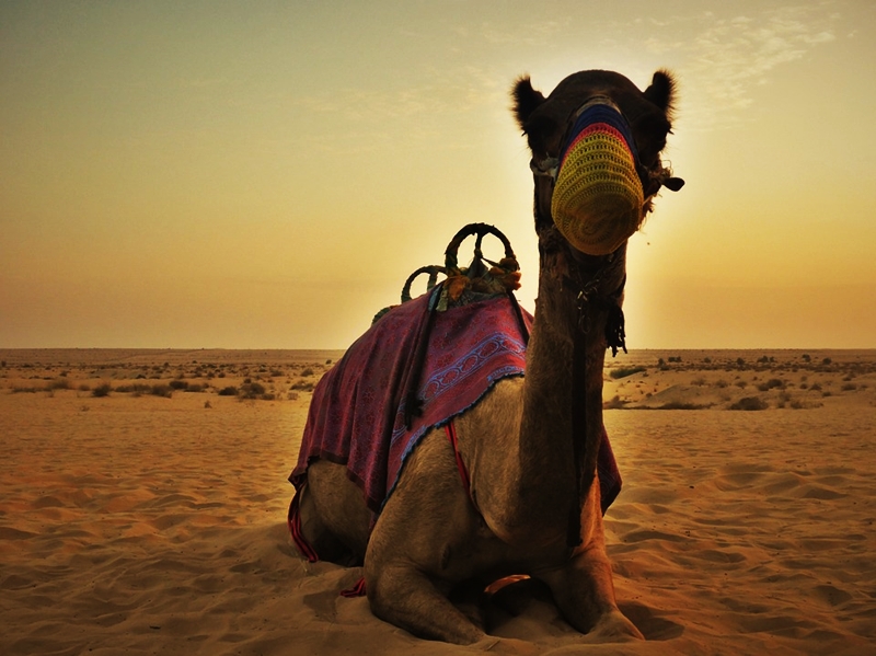 awesome-vacation-wedding-proposal-ideas-dubai-camel