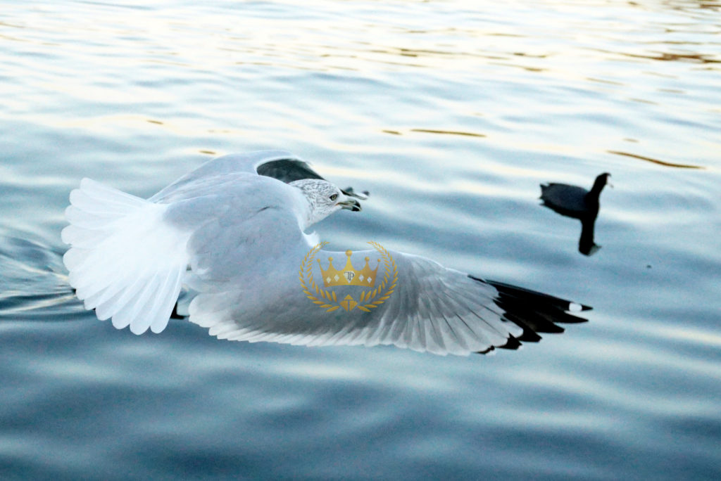 Seagull in Flight  - Wildlife and Nature Photography by Toni Payne 