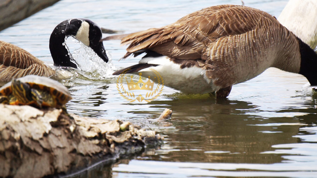 Canadian Goose Splashing Water - Wildlife and Nature Photography by Toni Payne 
