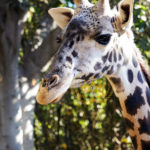 Gorgeous Giraffe Closeup - Wildlife and Nature Photography by Toni Payne