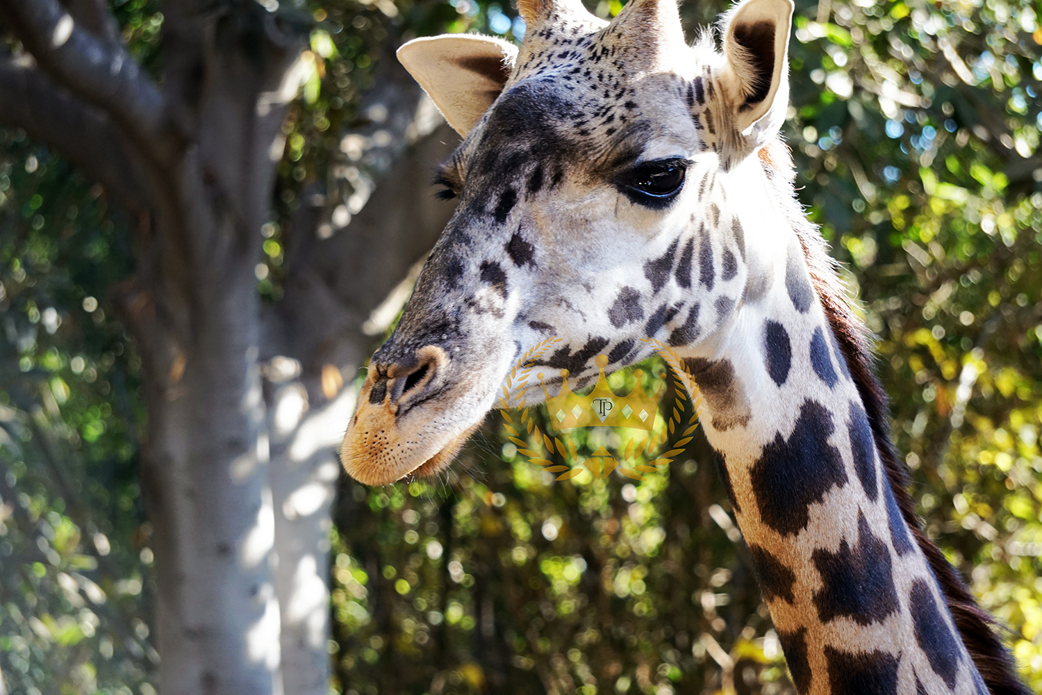 Gorgeous Giraffe Closeup - Wildlife and Nature Photography by Toni Payne